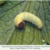 pyrgus melotis larva5a